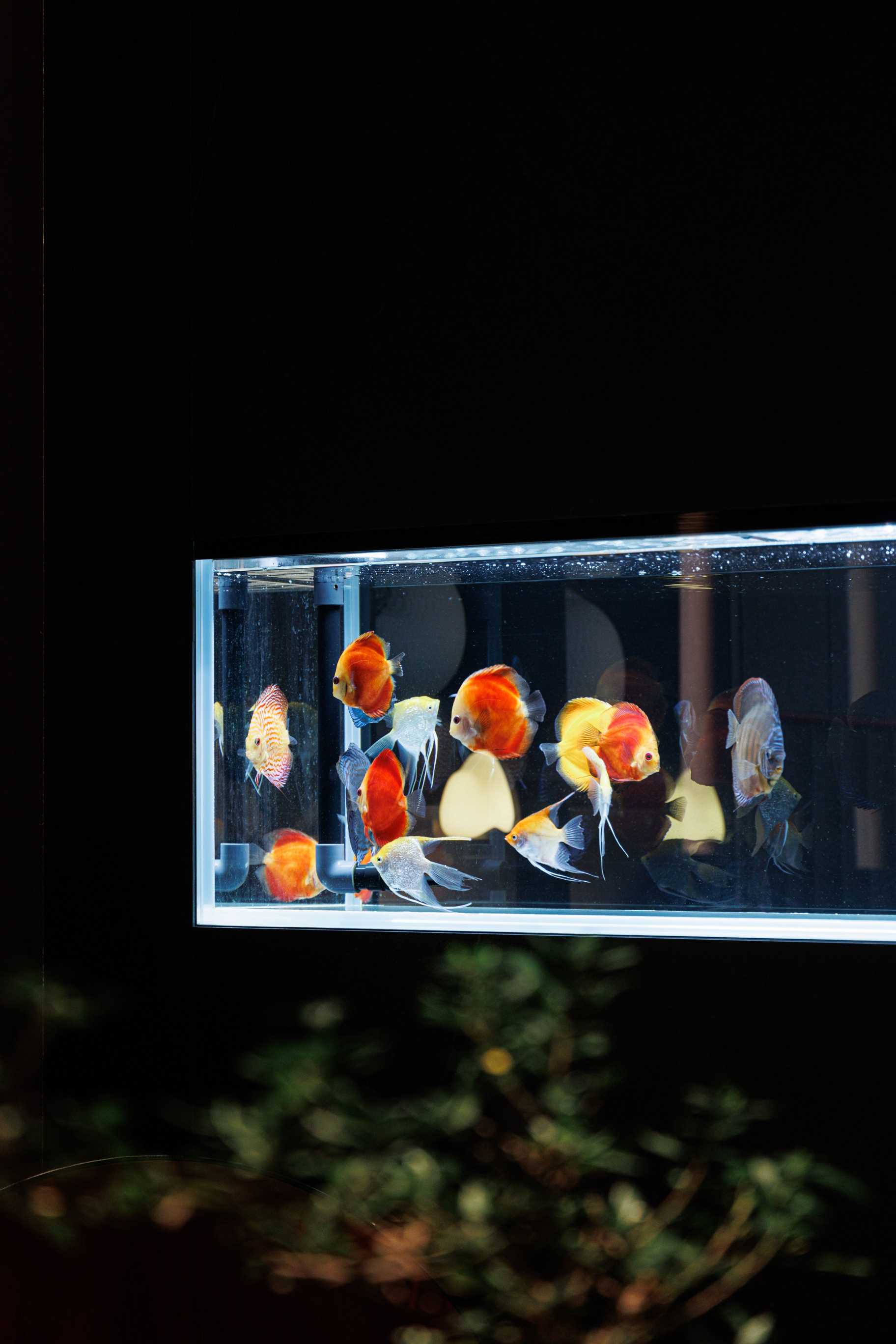 空(kōng)間(jiān)之翼